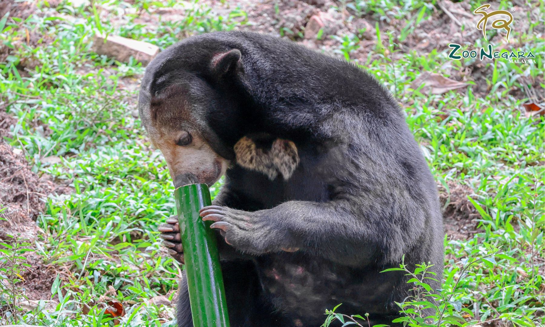 自分たちで準備したごはんを、飼育員さんがクマやヤマアラシへ届ける様子を間近で観察